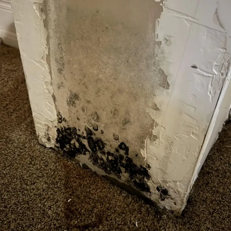 Professional Mold Removal in Bermuda Dunes, CA